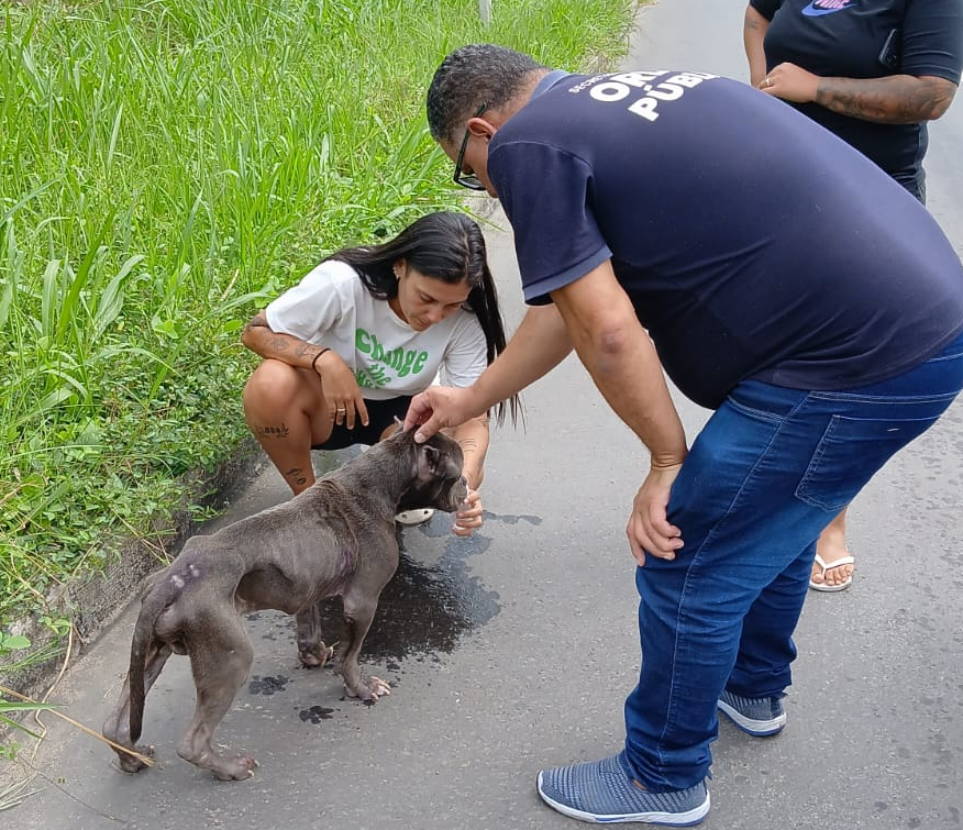 Pitbull é resgatado em estado crítico após abandono em Volta Redonda