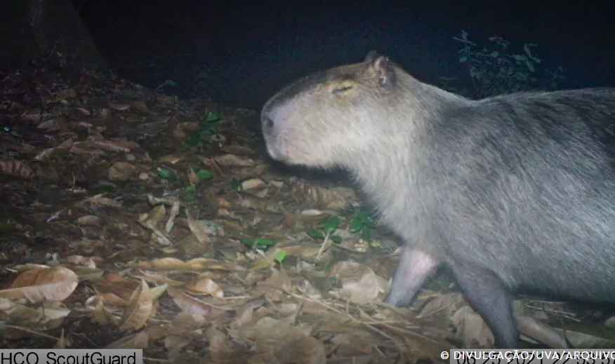 Capivara é atacada por grupo armado com barras de ferro na Ilha do Governador