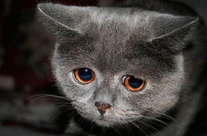 Abril Laranja reforça combate aos maus-tratos contra animais no Rio