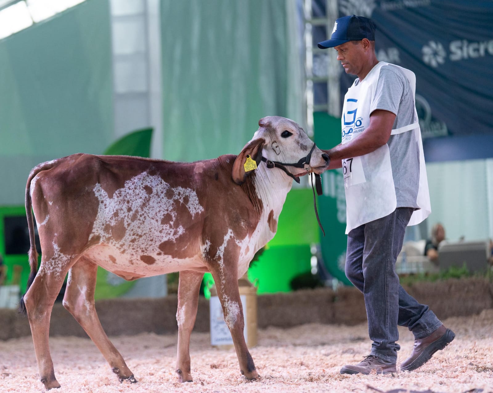 Expo Girolando 2026 vai movimentar Barra Mansa e destacar a força do agronegócio leiteiro