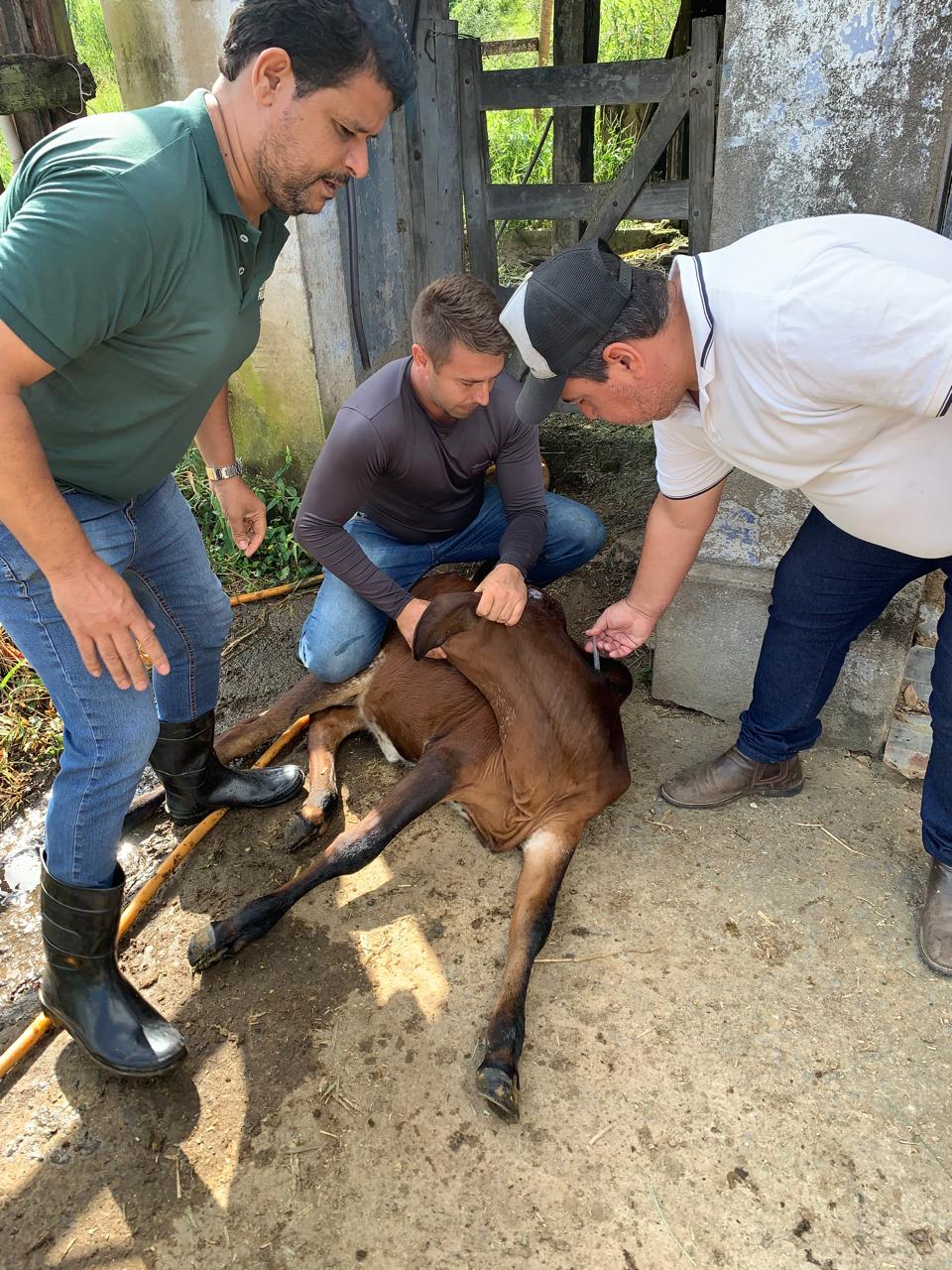 Barra Mansa intensifica vacinação contra brucelose em rebanhos jovens