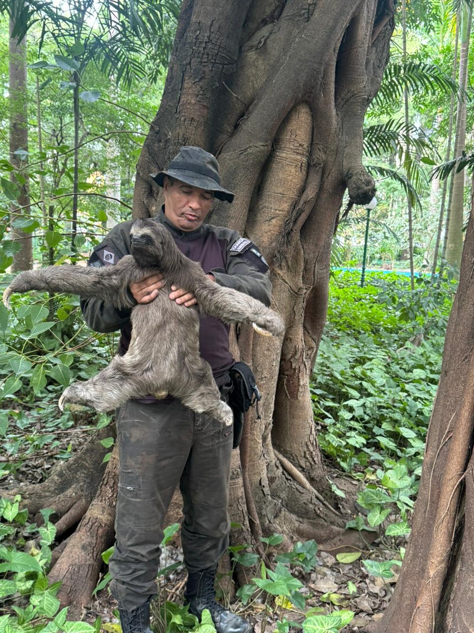 Bicho-preguiça recebe alta veterinária e volta para casa no Parque Centenário de Barra Mansa