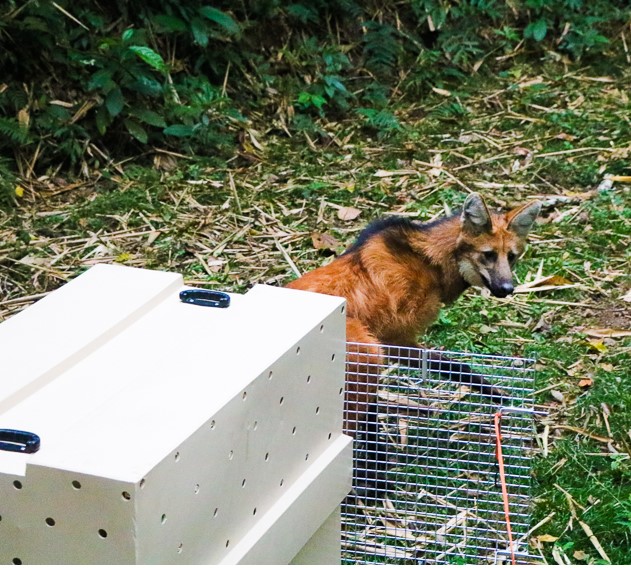 GEMA resgata lobo-guará em Itatiaia e devolve animal à natureza após avaliação veterinária