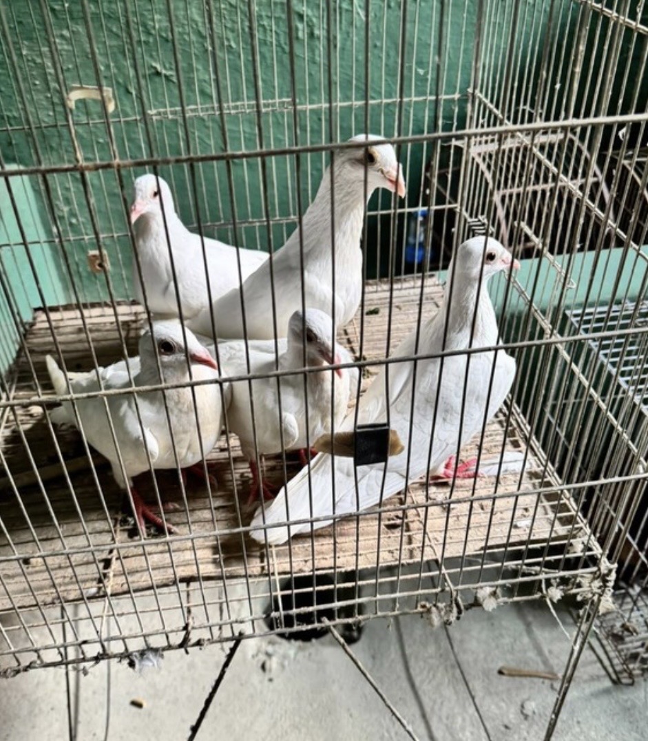 Fiscalização retira 173 animais de duas lojas agropecuárias em Volta Redonda